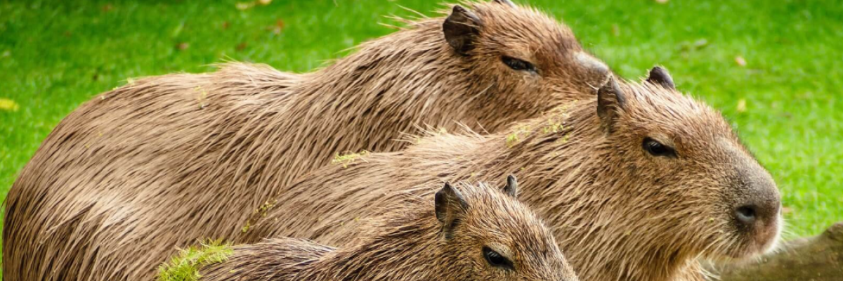 three capybaras