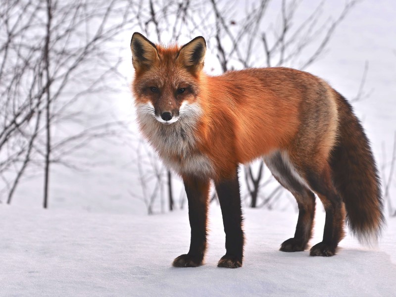 a red fox