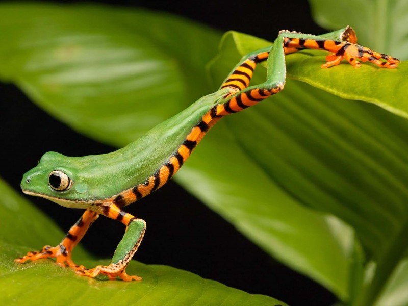 a green tree frog