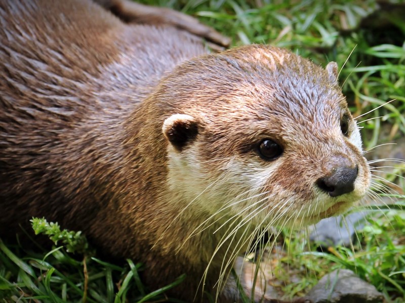 a cute otter