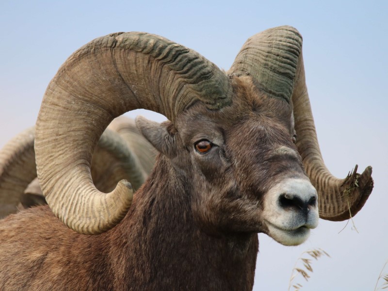 a bighorn sheep