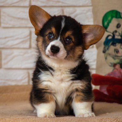 tri-color corgi puppy