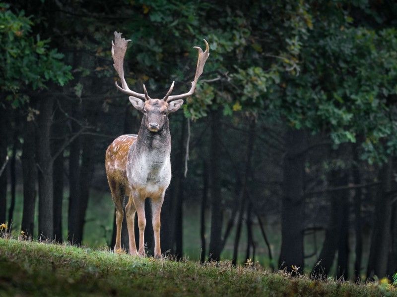 a fallow deer in a meadow