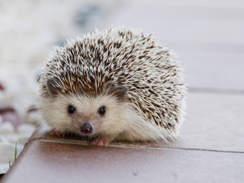 closeup of a hedgehog