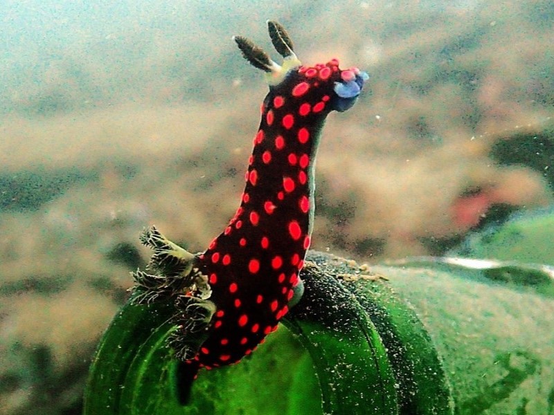 a black nudibranch or sea slug with red spots