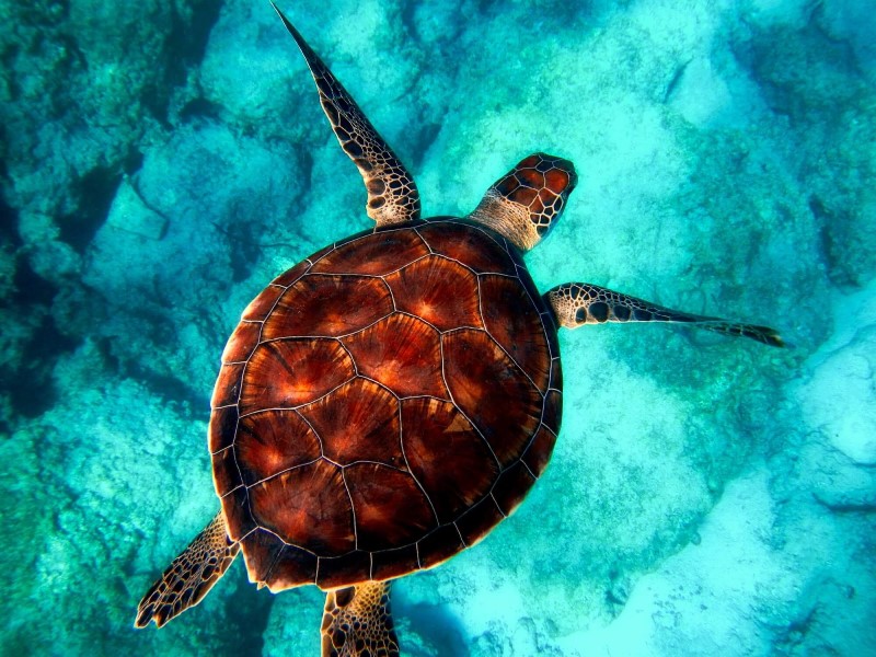 aerial shot of a sea turtle