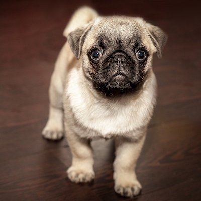 blonde pug