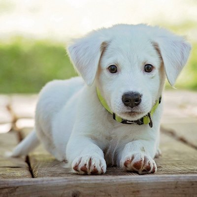 white puppy that is probably a labrador